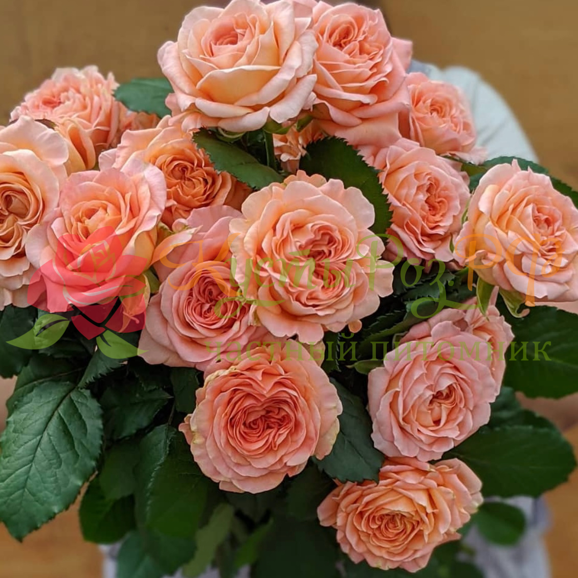 Априкот Лейс (Apricot Lace) в Уфе