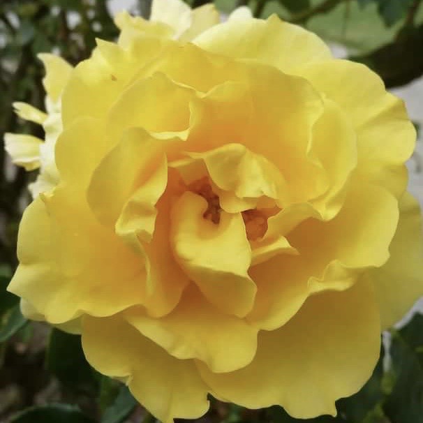 Голдштерн (Goldstern ) в Уфе