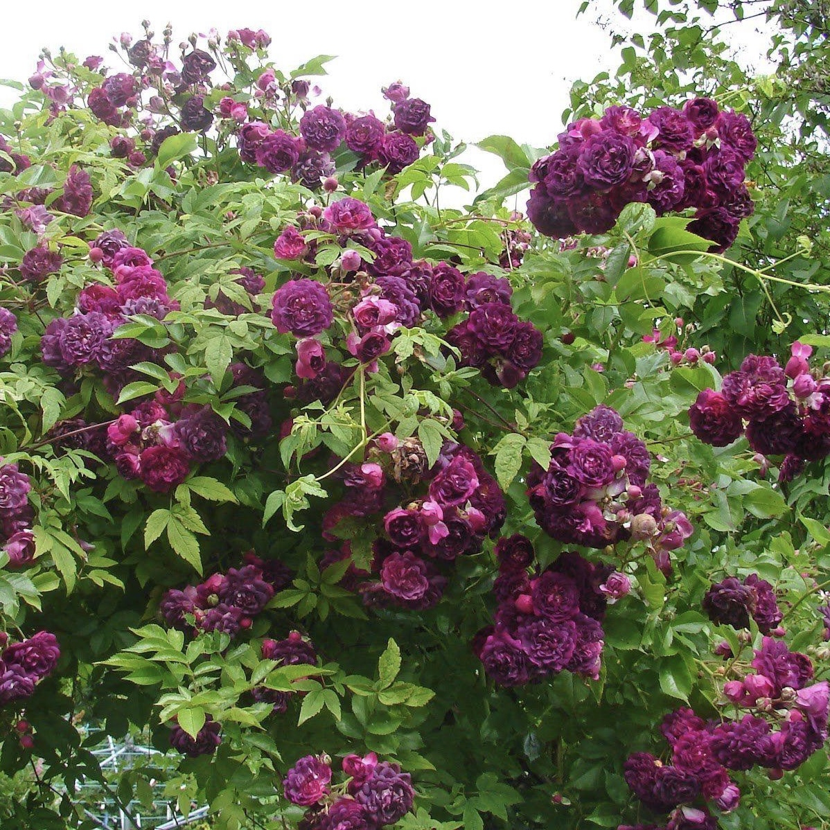 Блю Маджента в Уфе