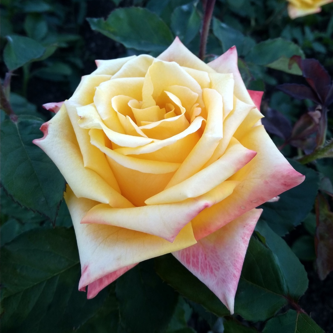 Мохана в Уфе