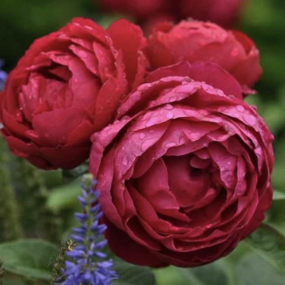 Аскот (Ascot ) в Уфе