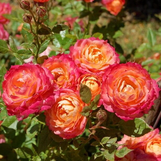 Бриоза в Уфе