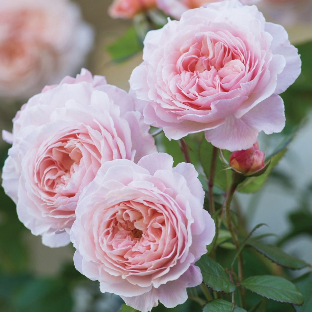 Э Шропшир Лэд  (A Shropshire Lad) в Уфе