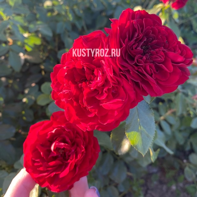 Крайслер империал (Chrysler Imperial) в Уфе