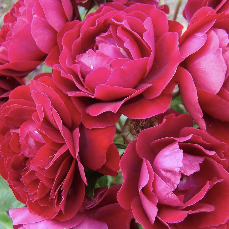 Ред Абунданс (Red Abundance) в Уфе