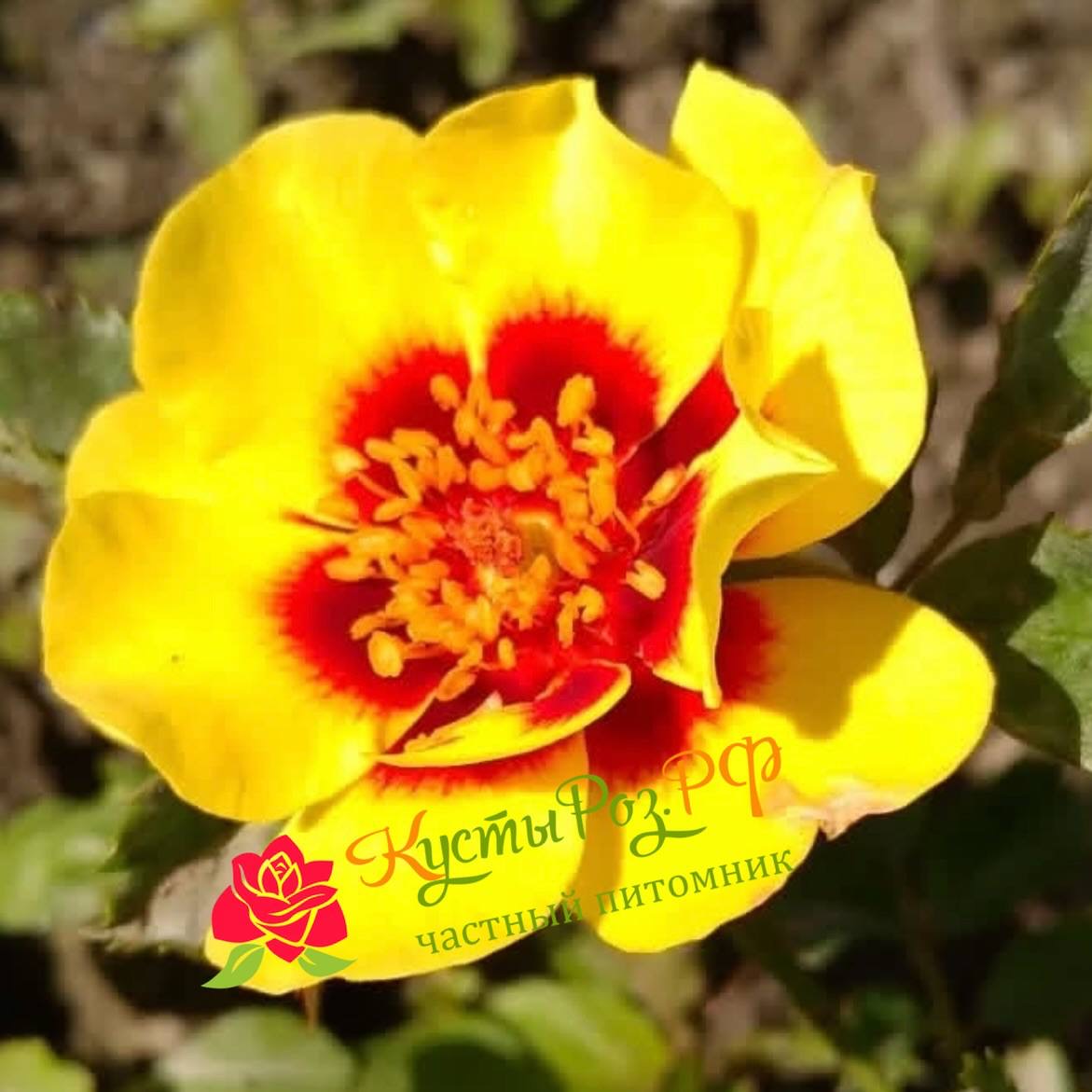 Сансет Бебилон Айс (Sunset Babylon Eyes) в Уфе