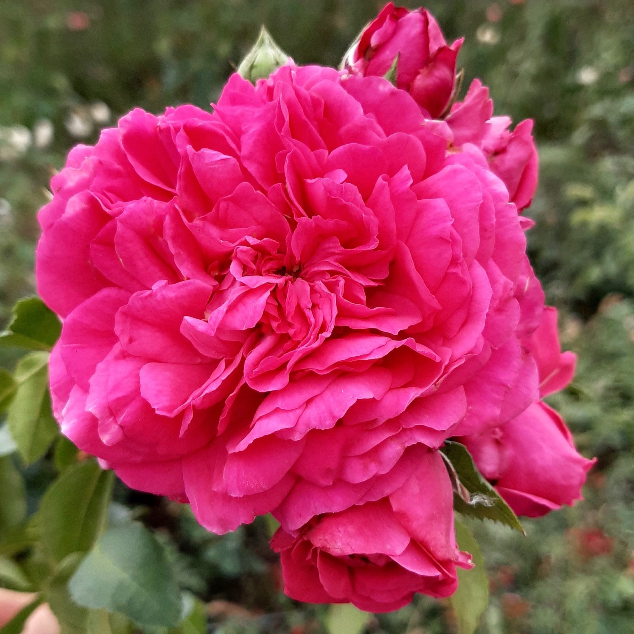 Лагуна (Laguna ) в Уфе