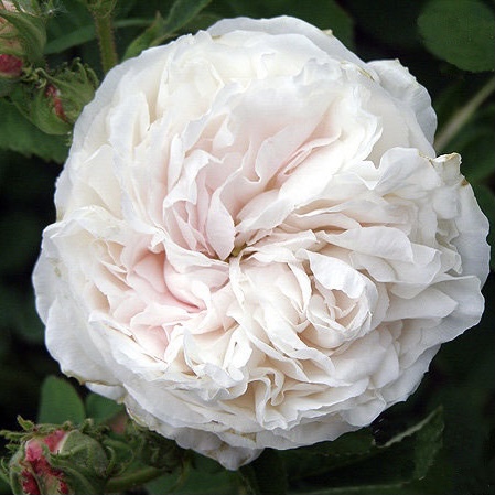 Бланш Флёр в Уфе