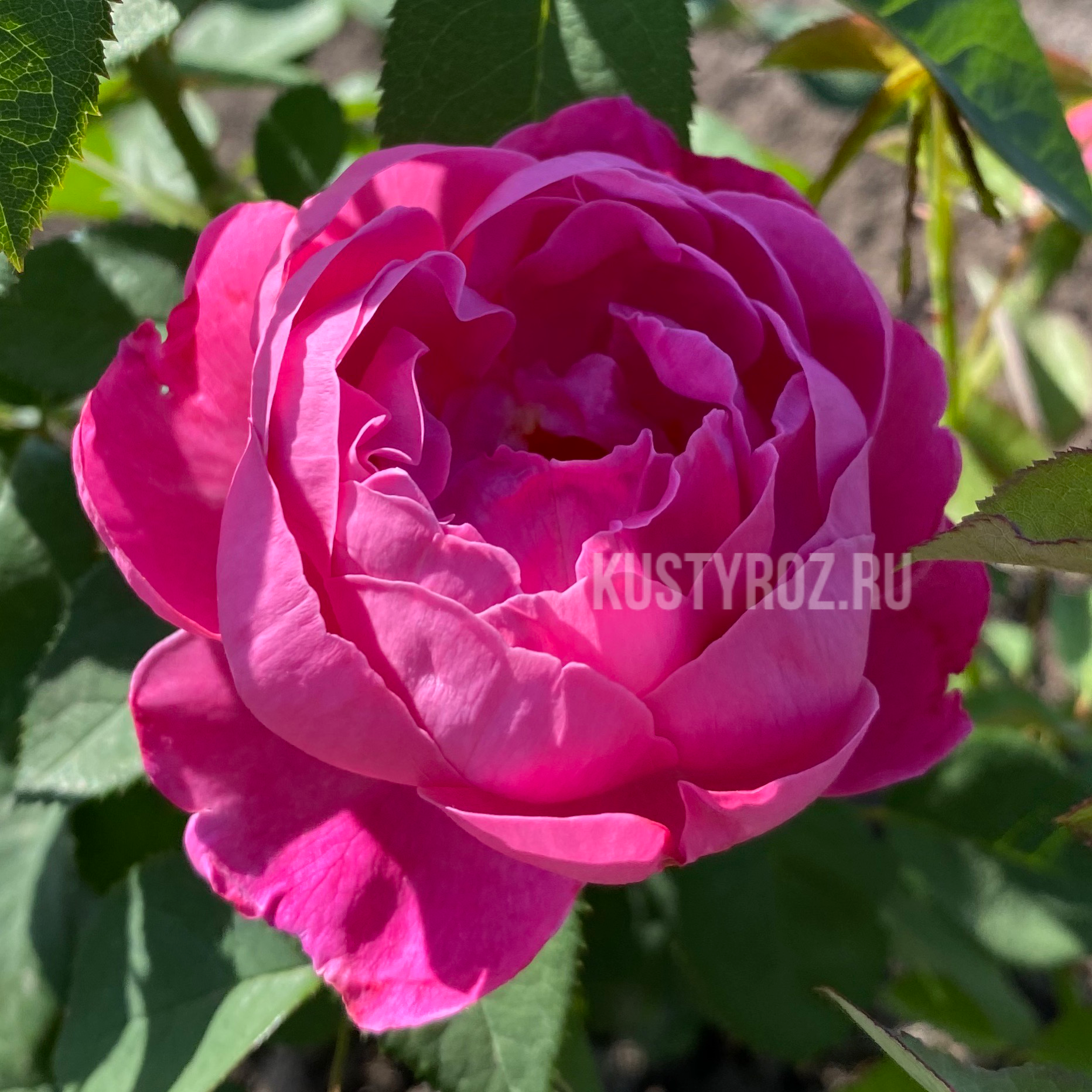 Роял Джубили в Уфе