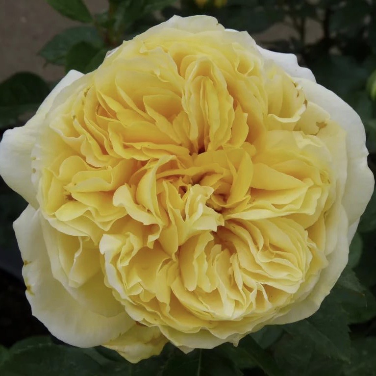 Тулуз Лотрек (Toulouse-Lautrec) в Уфе