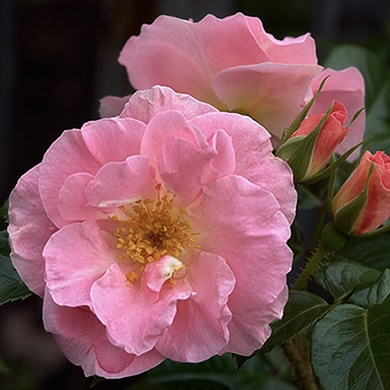 Пинк Робуста в Уфе