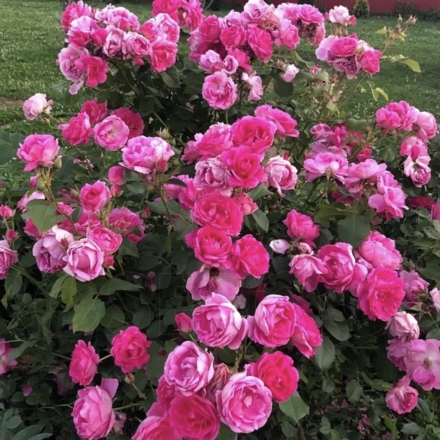 Морден Сентенниал в Уфе