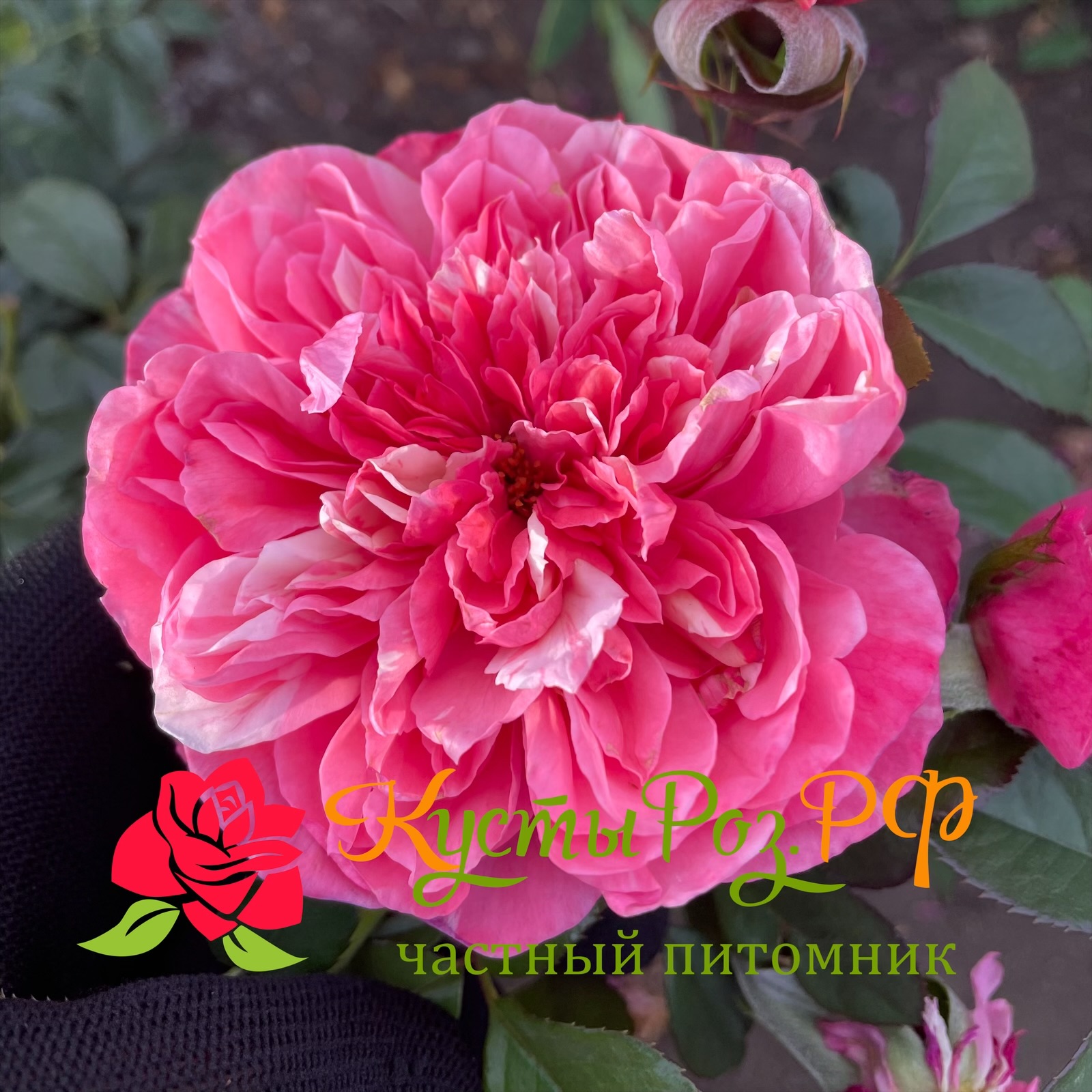 Маскарэ (Mascaret) в Уфе