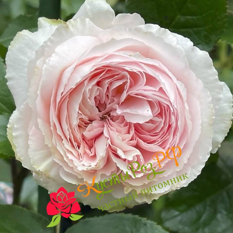 Хиори (Hiyori) в Уфе