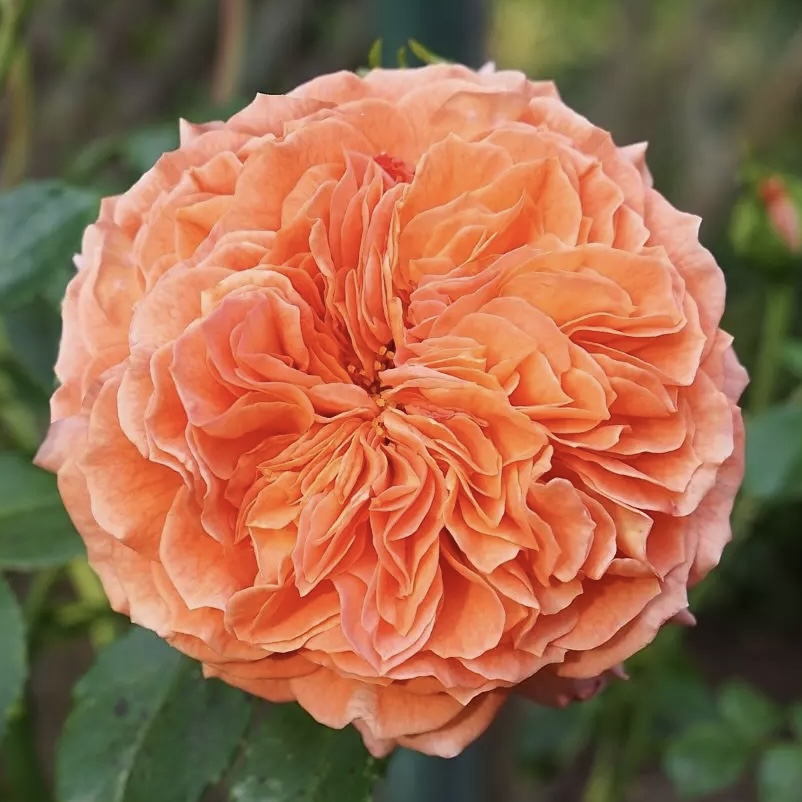 Оранжери (Orangerie) в Уфе