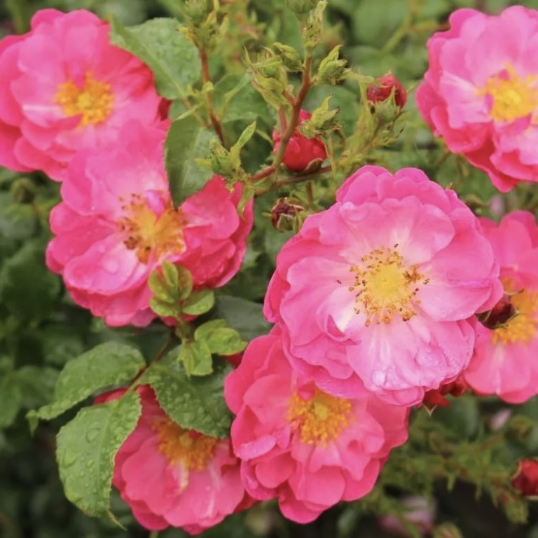 Хотлайн в Уфе