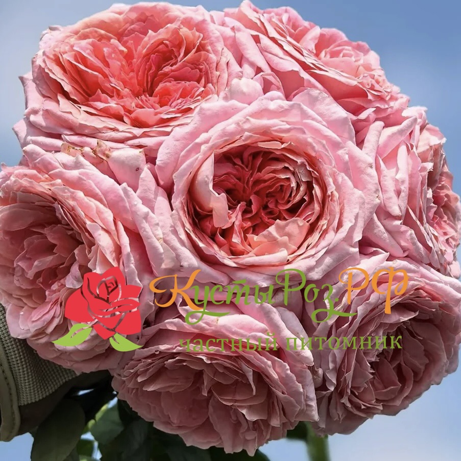 Анна-Софи Пик (Anne-Sophie Pic) в Уфе