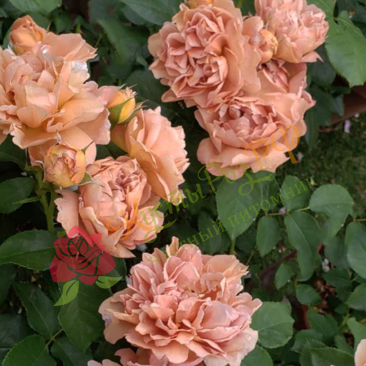 Кафе (Cafe) в Уфе