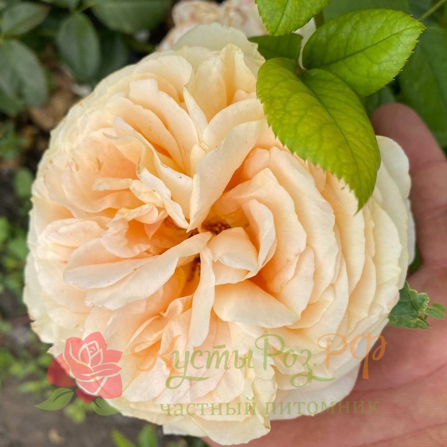 Кэндилайт (Candlelight ) в Уфе