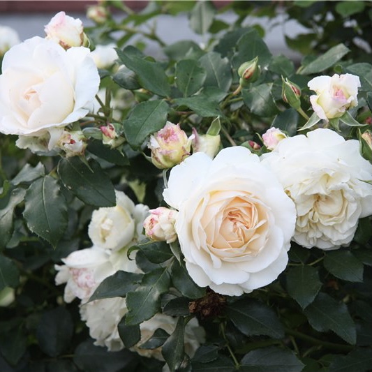 Космос в Уфе