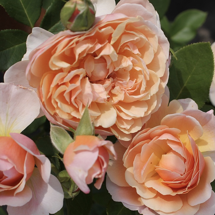 Парфюм д’Орлеан в Уфе