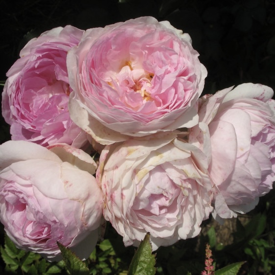 Везалиус в Уфе