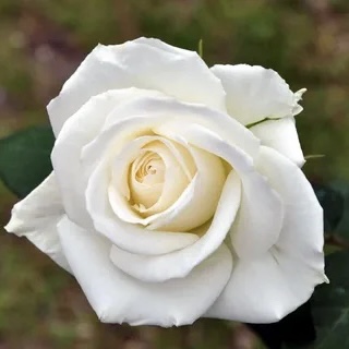 Бианка в Уфе