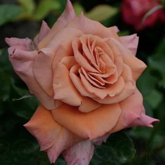 Энн Хэндэрсон в Уфе