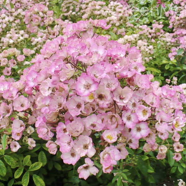 Алден Бизен в Уфе