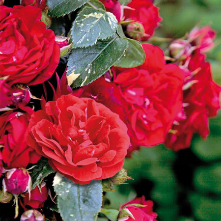 Эли Семун ( Elie Semoun) в Уфе