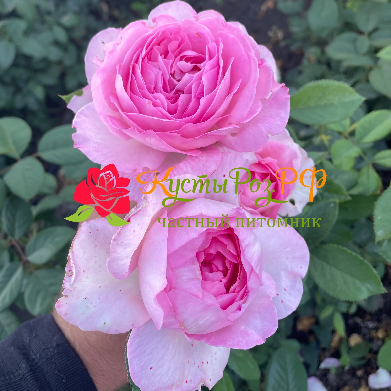 Мануэла Шультейс (Manuela Schultheis) в Уфе