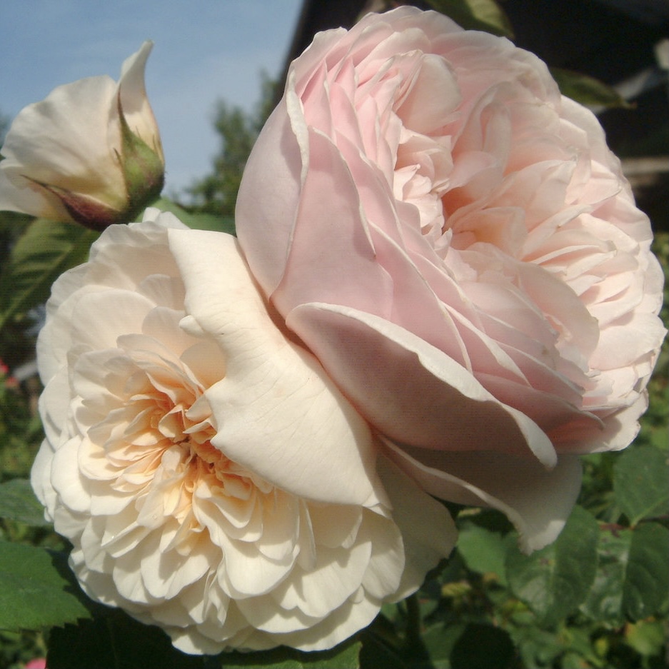 Свит Джульет в Уфе