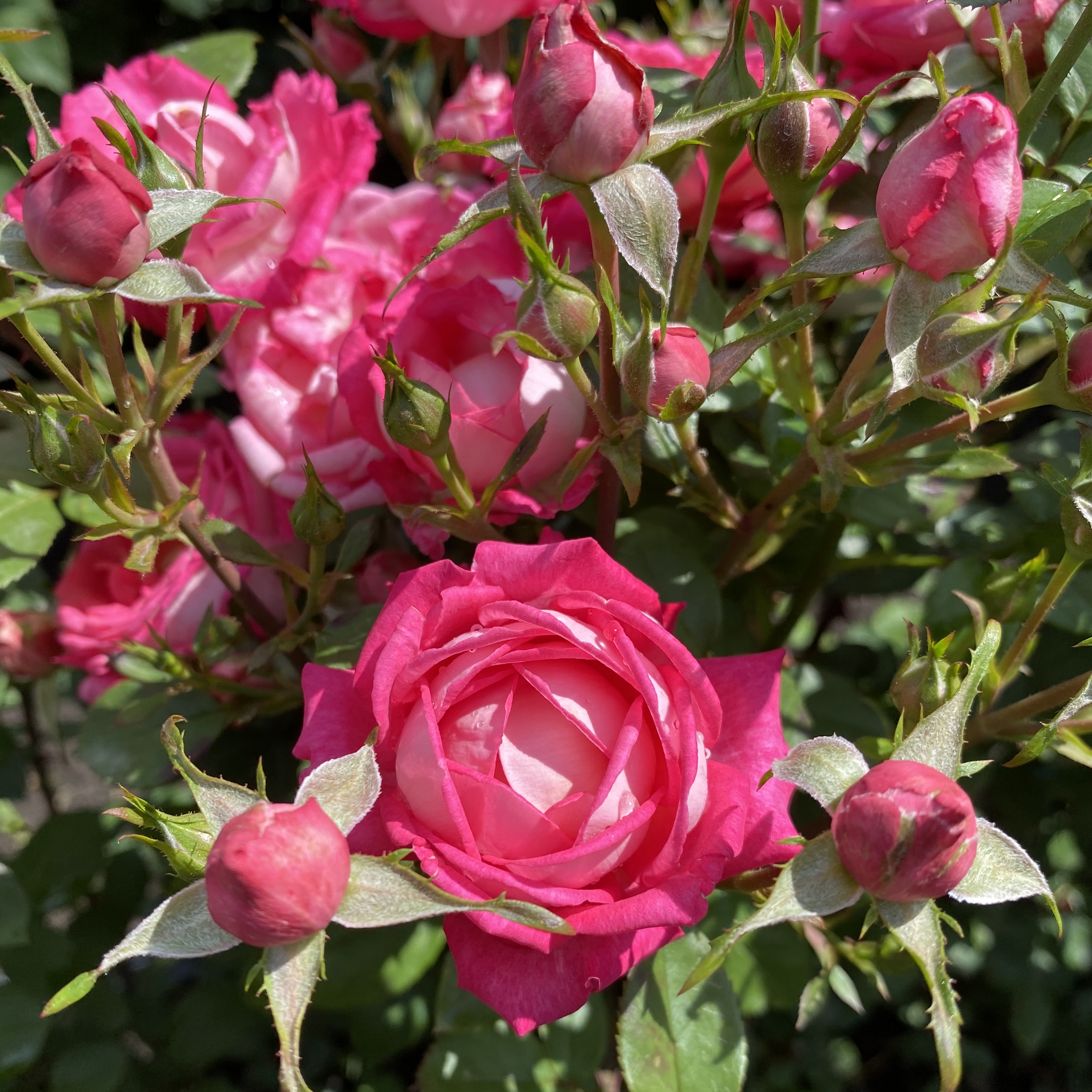 Конфетти (konfetti) в Уфе