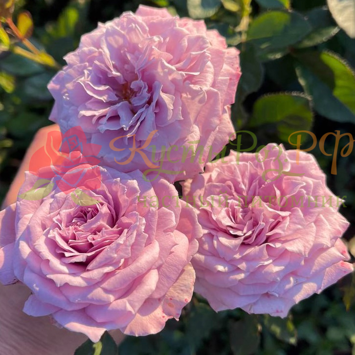 Лавендер Кристалл (Lavender Crystal) в Уфе