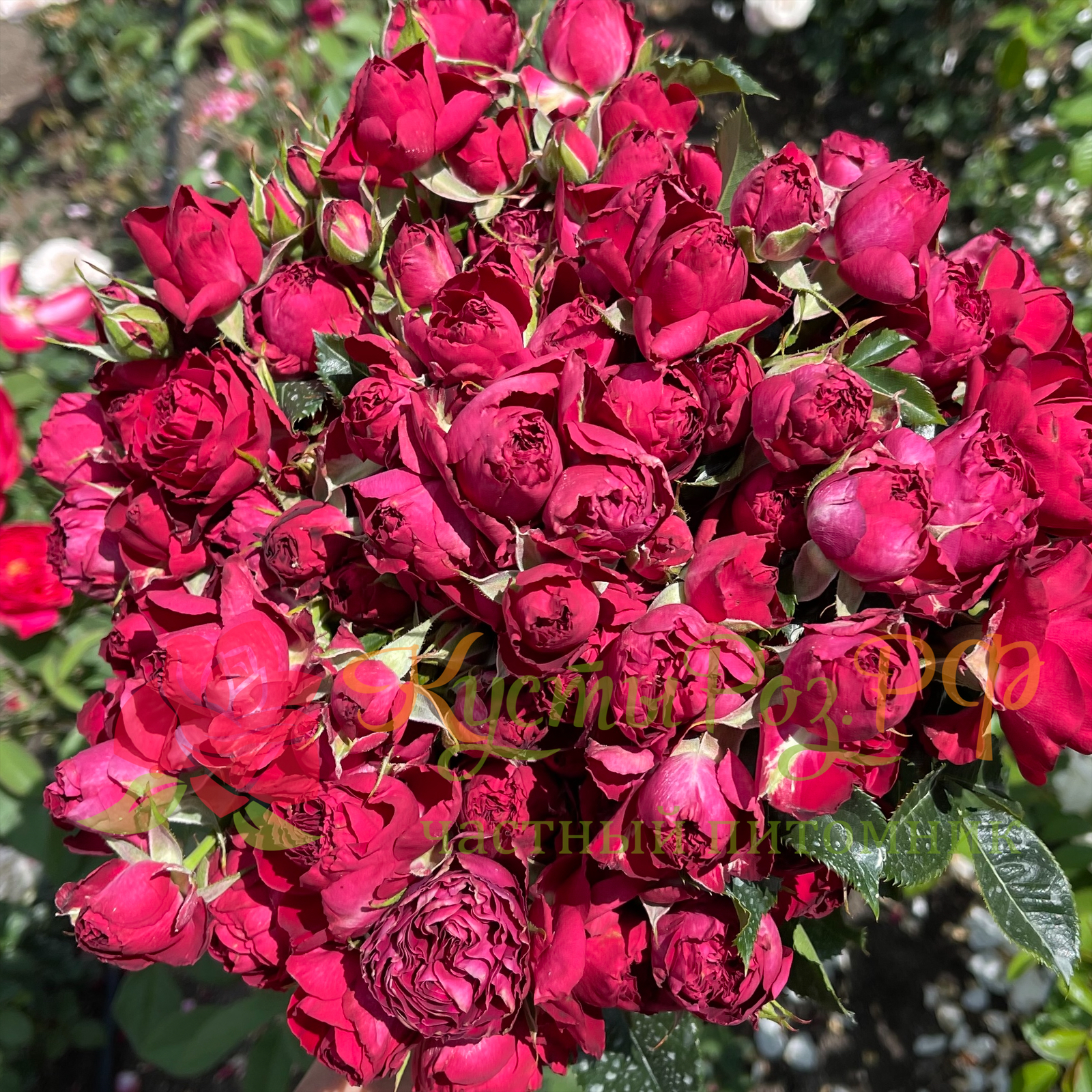 Ред Лейс (Red Lace) в Уфе