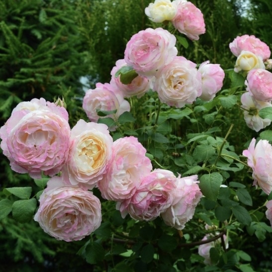 Андре Брише  (Andre Brichet ) в Уфе