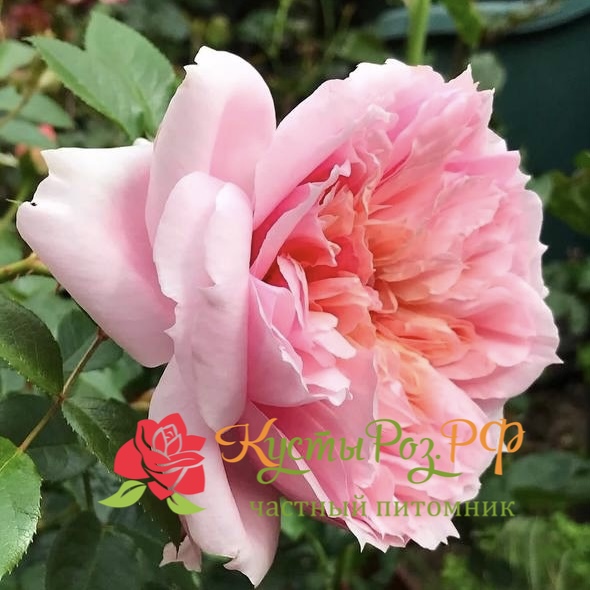 Шоне Мейд (Schone Maid) в Уфе