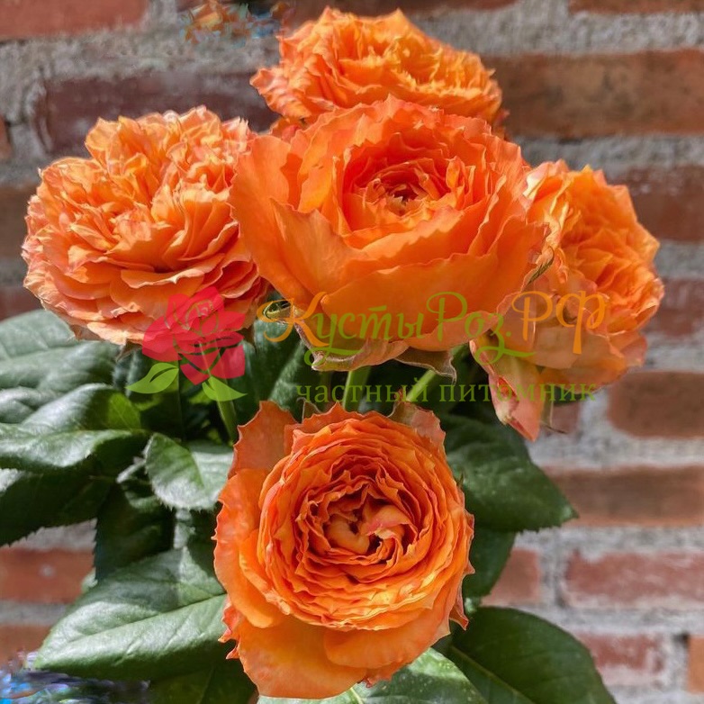 Оранж Романтика (Orange Romantica) в Уфе