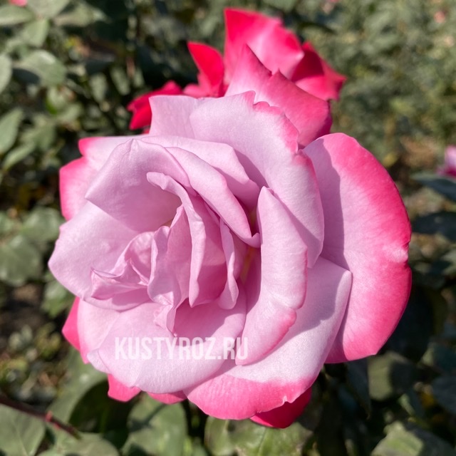 Парадайз (Paradise ) в Уфе