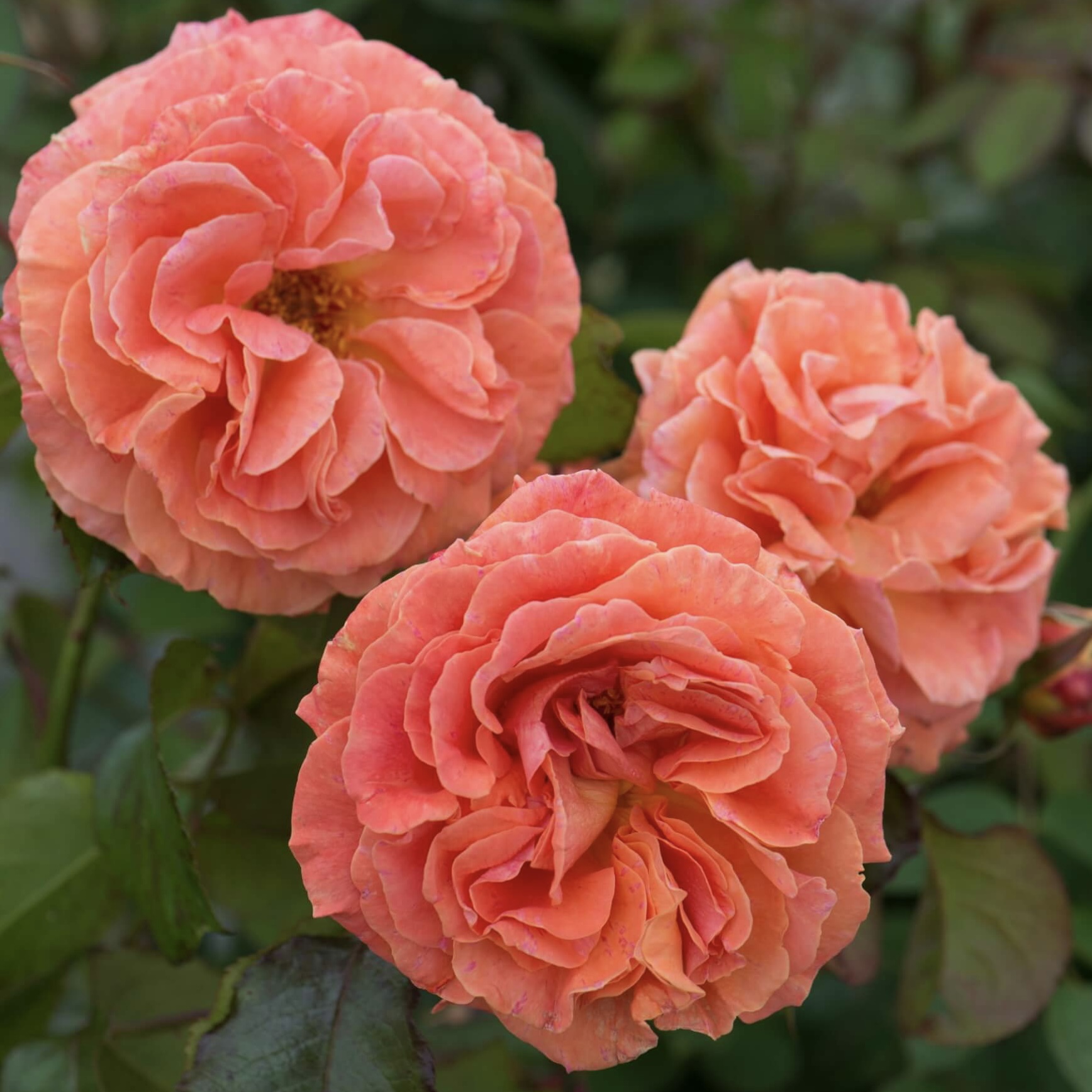 Таттон (Tatton) в Уфе