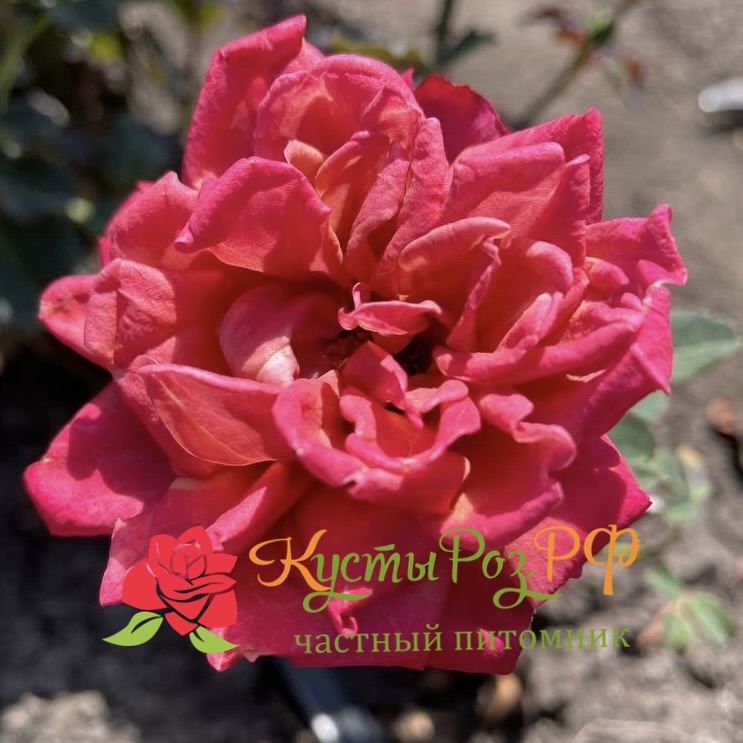 Ча-Ча (Cha-Cha) в Уфе