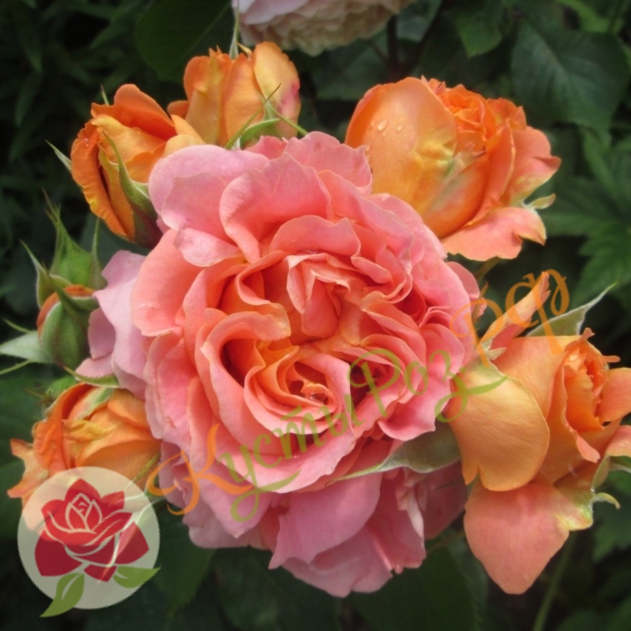 Вивьен Вествуд (Vivienne Westwood) в Уфе