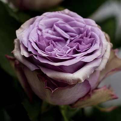 Дольчетто (Dolcetto) в Уфе