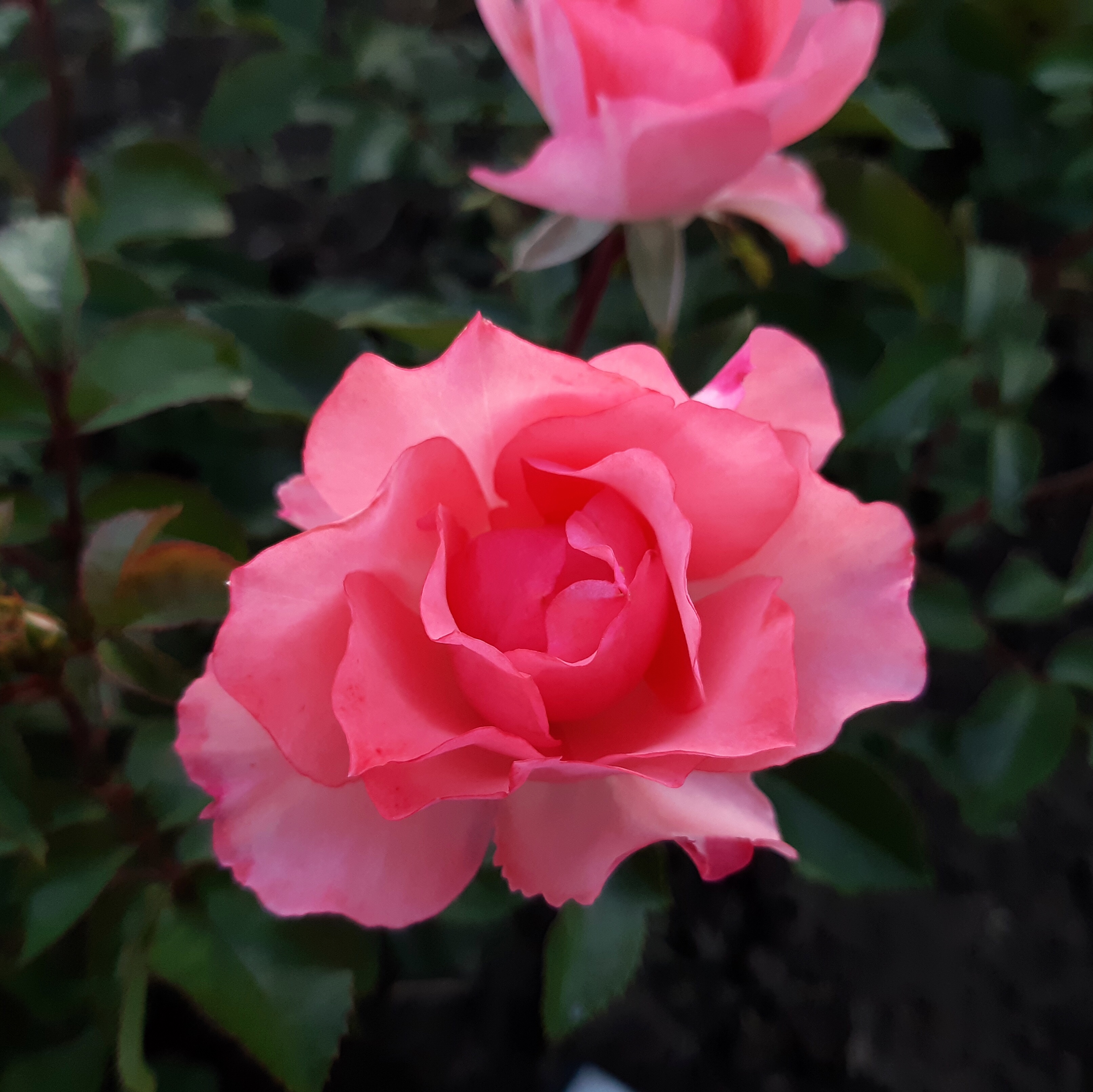 Сады Франции  (Jardins de France) в Уфе