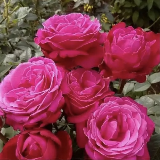 Сентер Ройял в Уфе