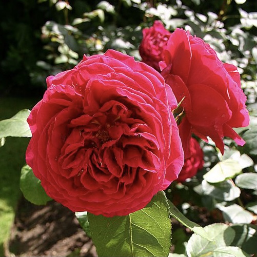 Хитклифф в Уфе