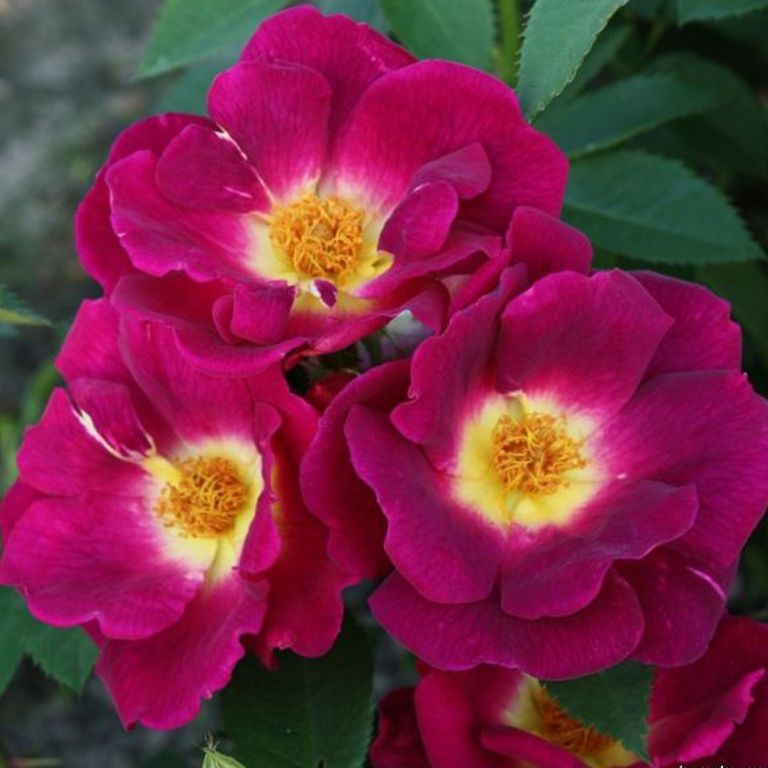 Вег дер Зинне в Уфе