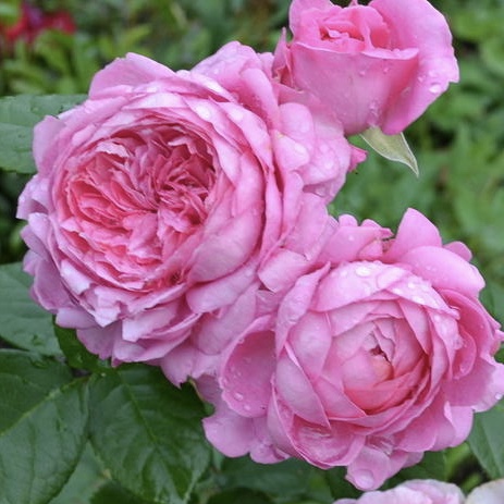 Шанталь Мерьё в Уфе