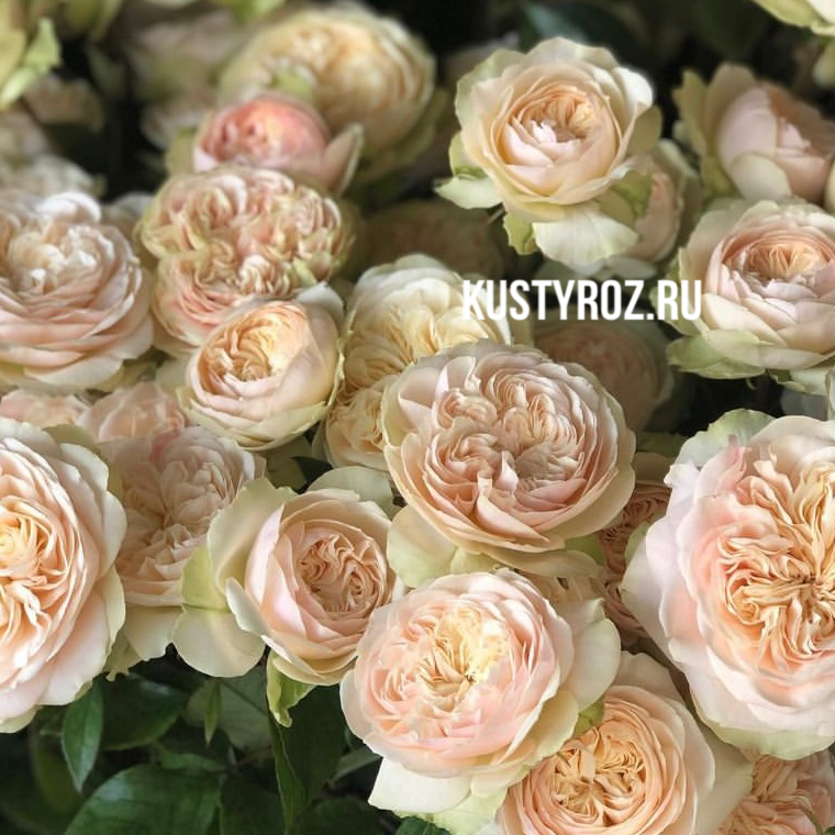 Викториан Веддинг (Victorian Wedding) в Уфе