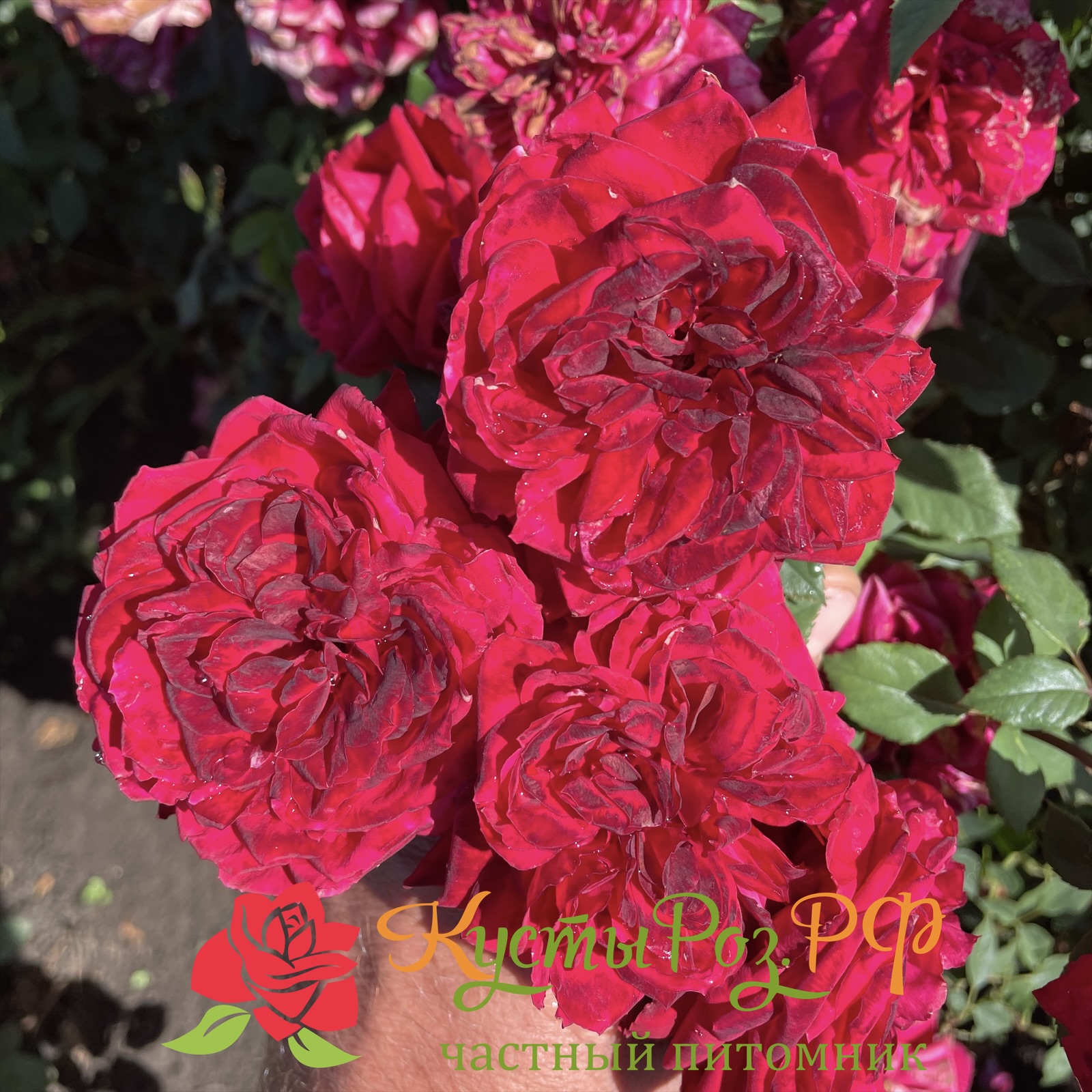 Майра Хот Пинк (Mayra’s Hot Pink) в Уфе